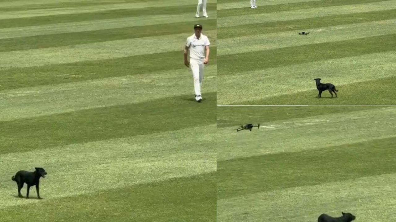 Dog enters in Live match Test Match
