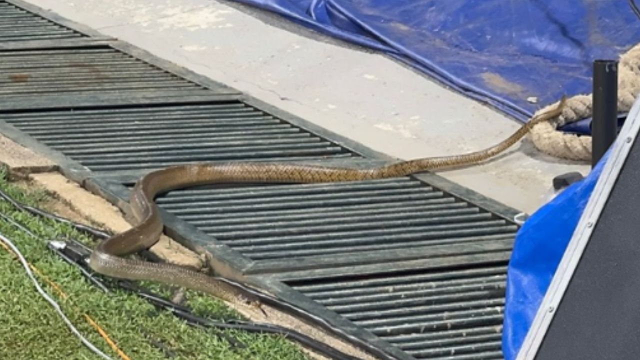 Snake enters in cricket ground during Team India practice session 